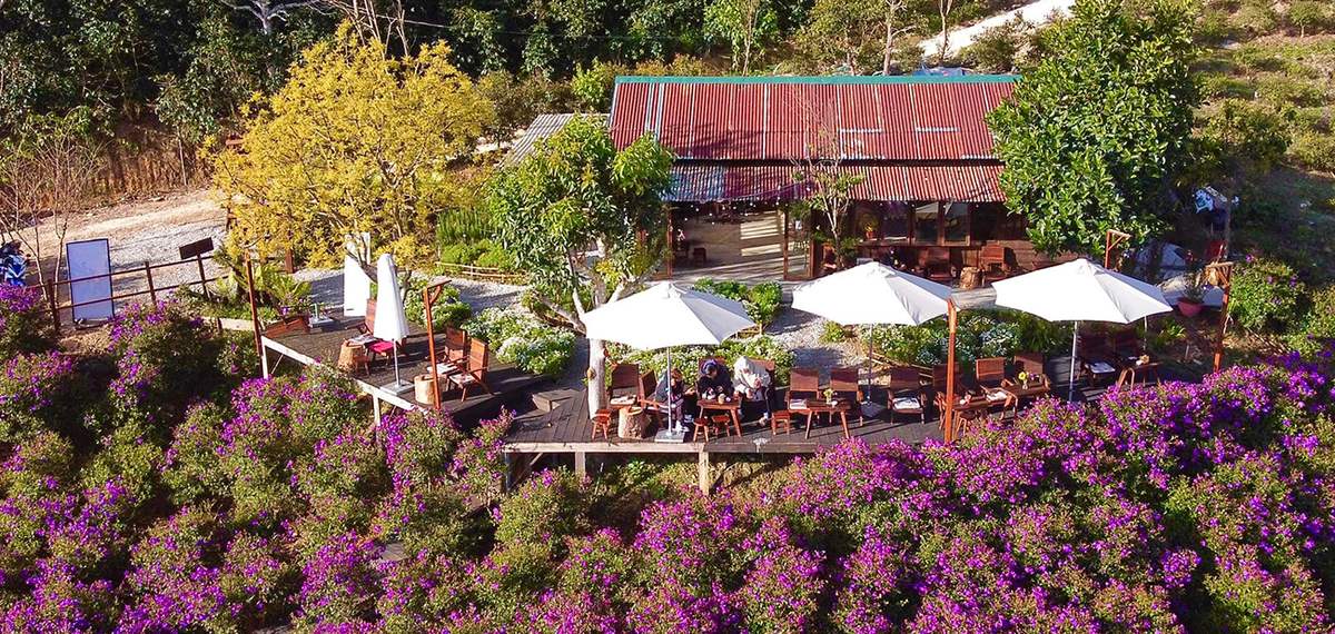 10 quán cafe trong rừng Đà Lạt cho ngày muốn trốn phố